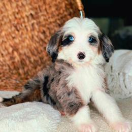 Tesla - Merle male Bernedoodle puppy in West Jordan, Utah from Doodles Friend