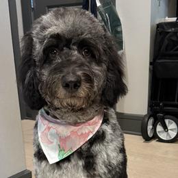 Dachshunds and Goldendoodles from House of Devereaux