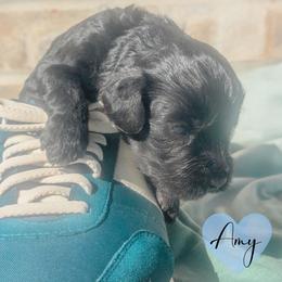 Amy - Black and white female Portuguese Water Dog puppy in Jacksonville, Florida from Atlantic Coast PWD