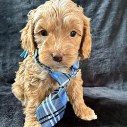 Zeb - Golden male Cockapoo puppy in Adrian, Oregon from ApplebyFarm