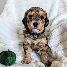 Charlotte - Sable female Bernedoodle puppy in Elkhart, Iowa from Quality Iowa Doodles