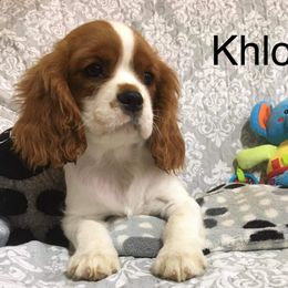 Cavalier King Charles Spaniel Puppies from Hungarian Cavaliers of Nashville