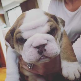 English Bulldog Puppies from LydyBug Bulldogs