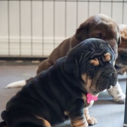 Chinese Shar-Pei, Cocker Spaniel, and Companion Cross Puppies from Mini Hippo Land