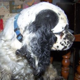 DIXIE - Cocker Spaniel