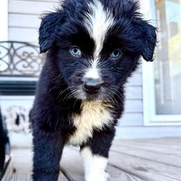 May - Black & white female Australian Shepherd puppy in Winnabow, North Carolina from Lazy Dayz Ranch