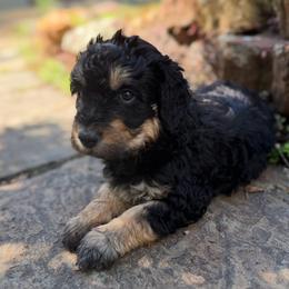 Sandy - Phantom female Bernedoodle puppy in Monument, Colorado from Colorado Dreamin Doodles