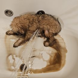 Soft Coated Wheaten Terrier Puppies from Serenity Valley Ranch