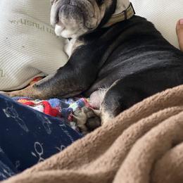 Harley - Bulldog