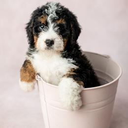 Brie - Tri-color female Bernedoodle puppy in Lititz, Pennsylvania from Sleepy Hollow Acres
