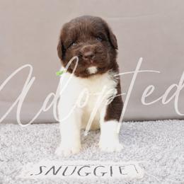 Boy2 - White and brown male Newfoundland puppy in Dalton, Ohio from Newfforu