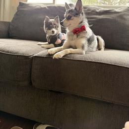Pomsky, Rottweiler, Shetland Sheepdog, and Toy Shetland Sheepdog Puppies from Mountain High Kennels