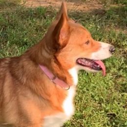 Princess - American Corgi