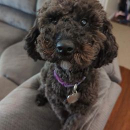Sadie - Maltipoo