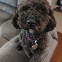 Sadie - Maltipoo