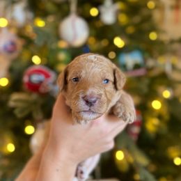 Mr. Navy - Apricot male Goldendoodle puppy in Athens, Georgia from Moore Goldendoodles