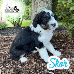 Sheepadoodle Puppies from Narrow Path Puppies