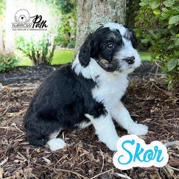 Sheepadoodle Puppies from Narrow Path Puppies