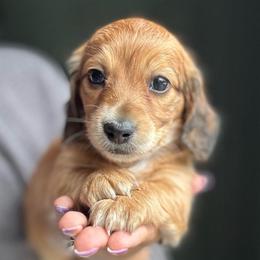 Shaded Red- Cinnamon Bun- 3500 - Red female Dachshund puppy in North Branch, Michigan from Monarch Miniature Dachshunds