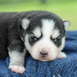 Fisher - Black and white male Pomsky puppy in Bremen, Indiana from AMS Pomeranians and Pomskies in Indiana