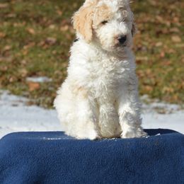 Goldendoodle Puppies from Happy Valley Doodles
