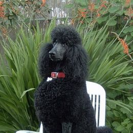 Poodles from La Marka