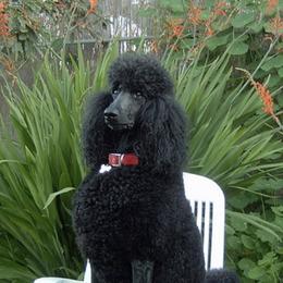 Poodles from La Marka