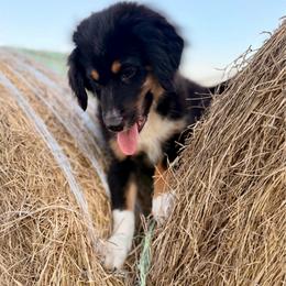Red - Black tri male Miniature Australian Shepherd puppy in 32046, Florida from River Hill Ranch
