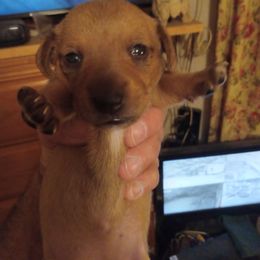 Dachshund Puppies from Sherman's Dachshunds