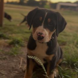 Pink girl - Black, white and red female Greater Swiss Mountain Dog puppy in Woodland, Washington from Woodland Swissie’s