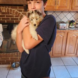 Shetland Sheepdog Puppies from Ambrozia Kennels