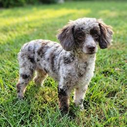 Perry - Poodle