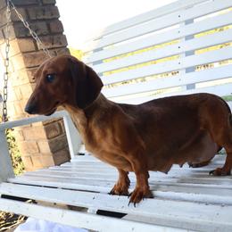 Jen - Dachshund