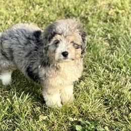 Clark - Blue merle male Aussiedoodle puppy in Charleston, Arkansas from Lazy S Aussies