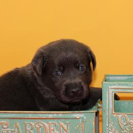 Karat - Black male Labrador Retriever puppy in Morrilton, Arkansas from Ancient Dogges Performance Dogs