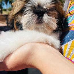 Fernando - Red and white male Shih Tzu puppy in Paso Robles, California from Encanto Shih Tzus by Darlene Madrigal