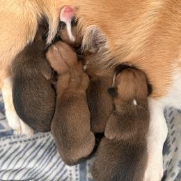 Pembroke Welsh Corgi Puppies from Hansen Corgis