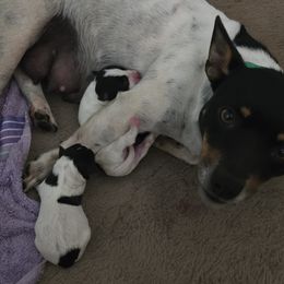 Daisy Mae - Black and white female Teddy Roosevelt Terrier puppy in Williamston, North Carolina from MOONSHINE TERRIERS