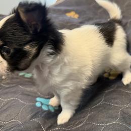 Chase - Black and white male Chihuahua puppy in Amity, Pennsylvania from Rhoda and Verna