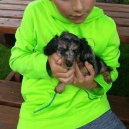 Dachshund Puppies from Decorous Dachshunds