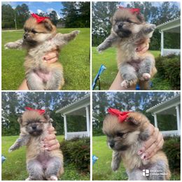 AKC Karen - Orange female Pomeranian puppy in Jacksonville, North Carolina from Bourlet Poms