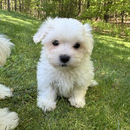 Boy 1 - White male Maltese puppy in Massachusetts from Happy Tail Yorkies and Maltese