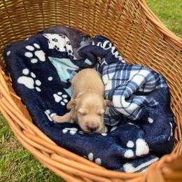 Dorothy (Golden Girls Theme) - Cream female Dachshund puppy in Pontotoc, Mississippi from Toddy Kennels