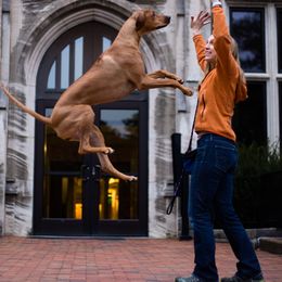 Rhodesian Ridgebacks from Evolution Rhodesian Ridgebacks