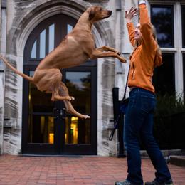 Rhodesian Ridgebacks from Evolution Rhodesian Ridgebacks