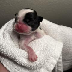 Boy 1 - Black and white male Japanese Chin puppy in Little Rock, Arkansas from Montra Japanese Chin & Cavalier King Charles Spaniels