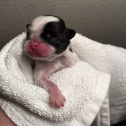 Boy 1 - Black and white male Japanese Chin puppy in Little Rock, Arkansas from Montra Japanese Chin & Cavalier King Charles Spaniels