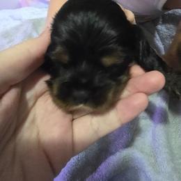 It blue collar - Black white and tan male Cocker Spaniel puppy in South Milwaukee, Wisconsin from South East Wisconsin cocker spaniels