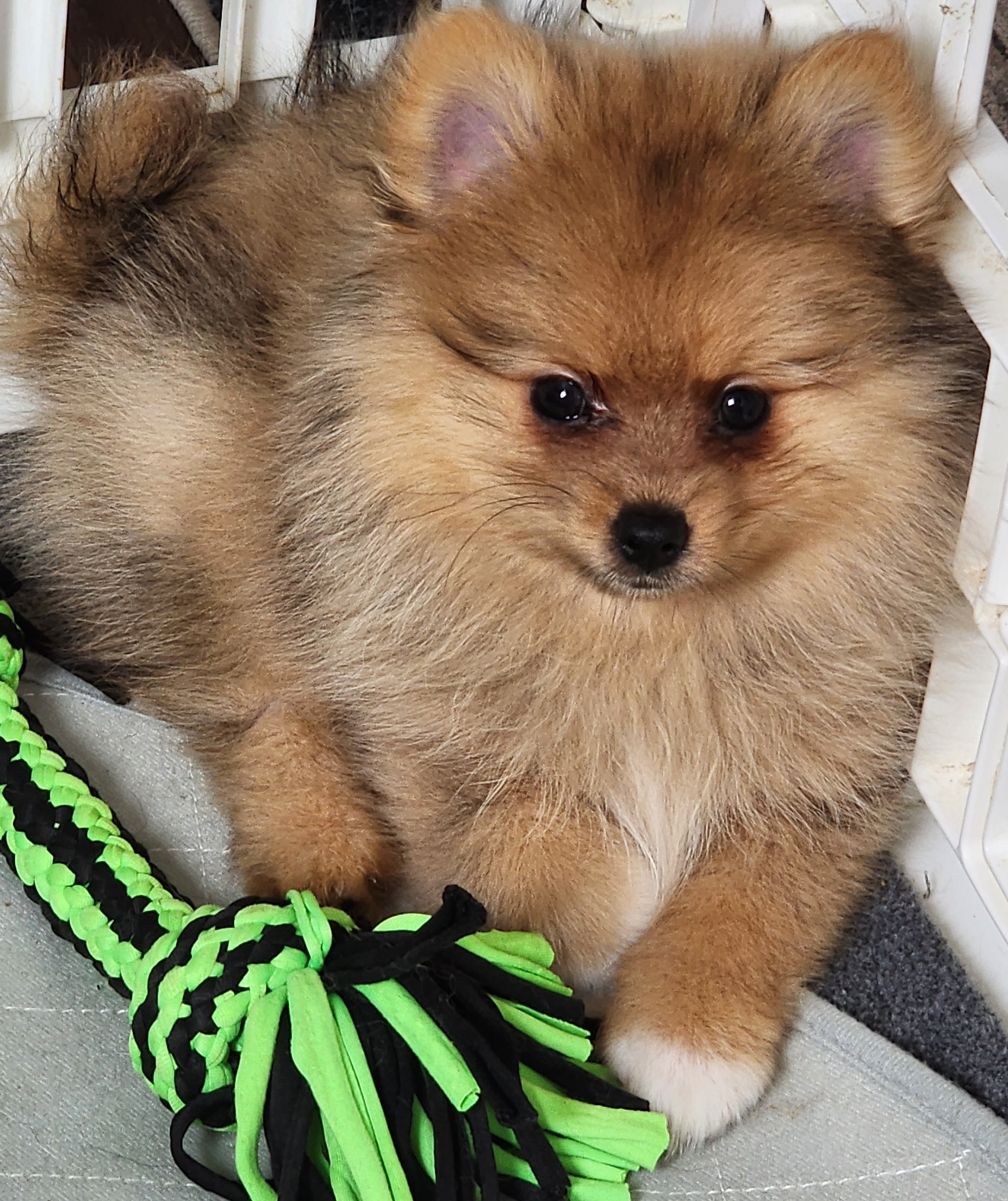 Pomeranian Puppies from Frizella's Mommy 2 Pom Poms