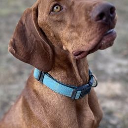 Sis - Vizsla